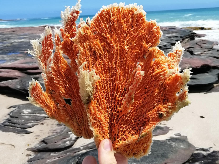 Coral Bay bietet euch kristallklares Wasser und die Möglichkeit Schildkröten beim Schnorcheln zu Beobachten. Coral Bay, Korallenriff Westküste, Schnorcheln Australien