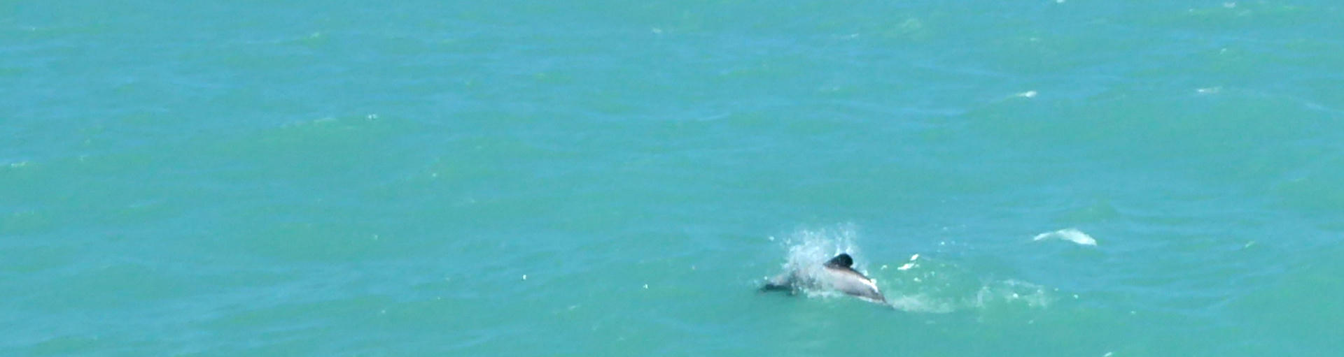 delfin, hector, akaroa, banks peninsula, neuseeland wohnmobil rundreise, rentner in neuseeland