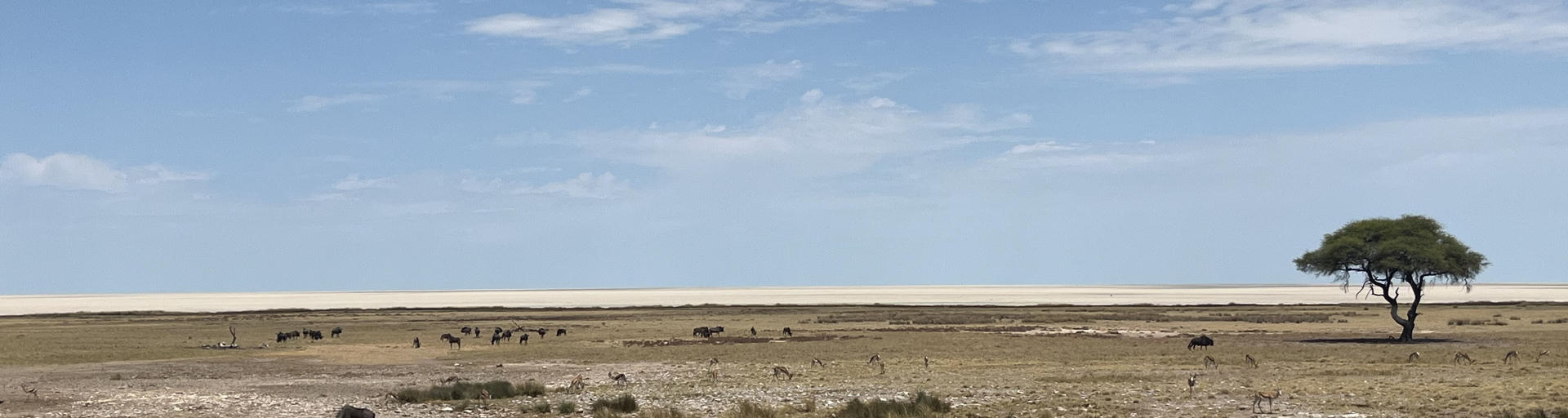 Büffel und Antilopen unter Baum vor Etosha Pfanne