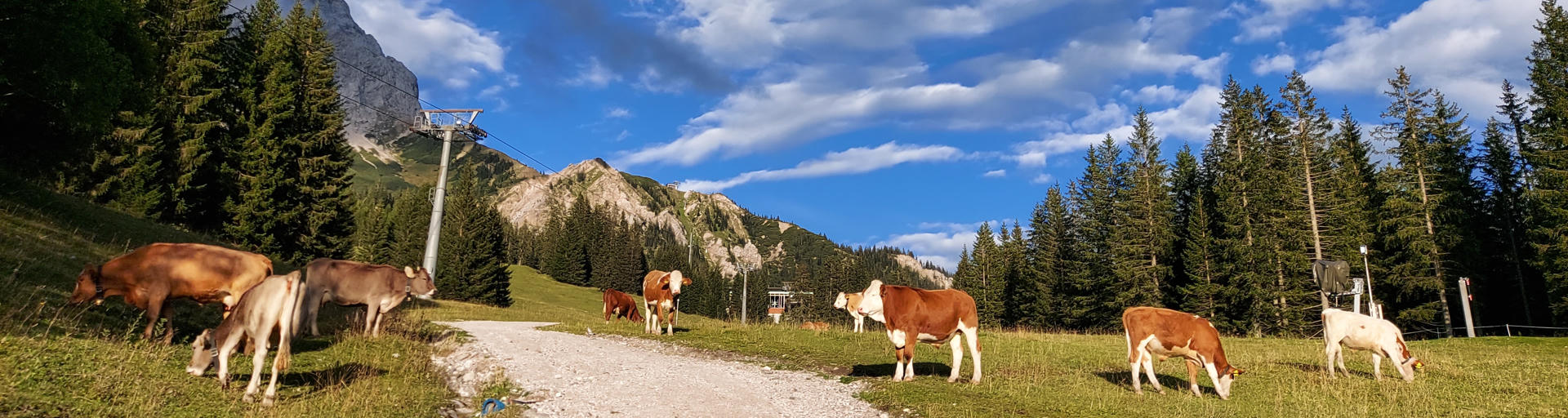 Wanderweg vorbei an Kühen
