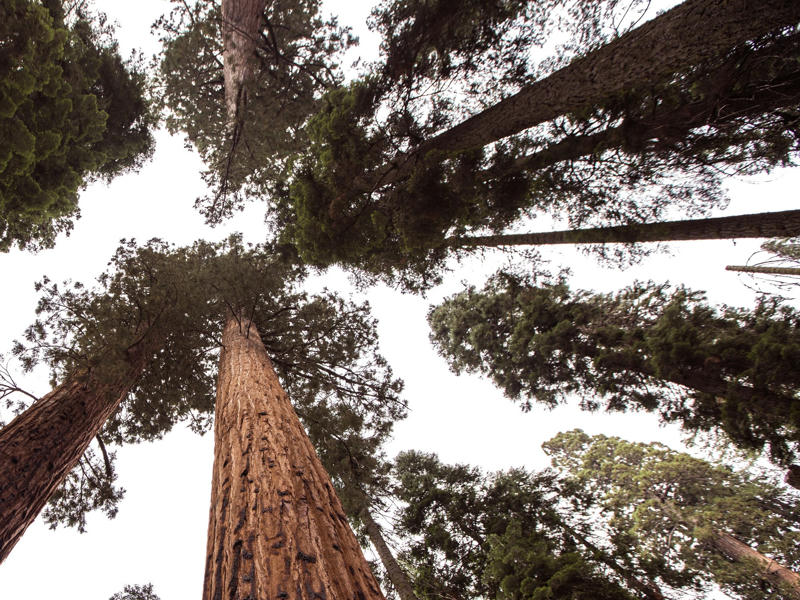 Sequoia Nationalpark