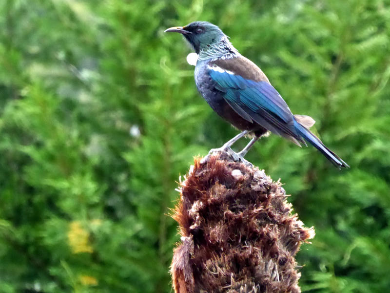 Vogel Tui Neuseeland