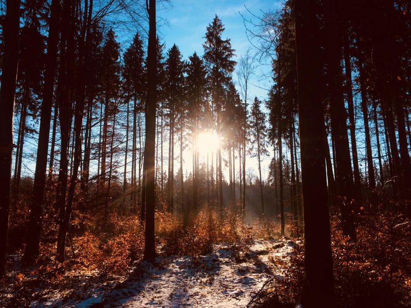 Bäume im Gegenlicht