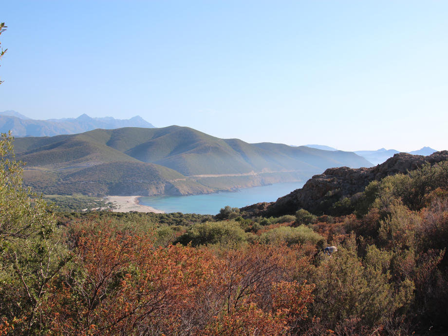macchia Graslandschaft und Blick auf eine Bucht