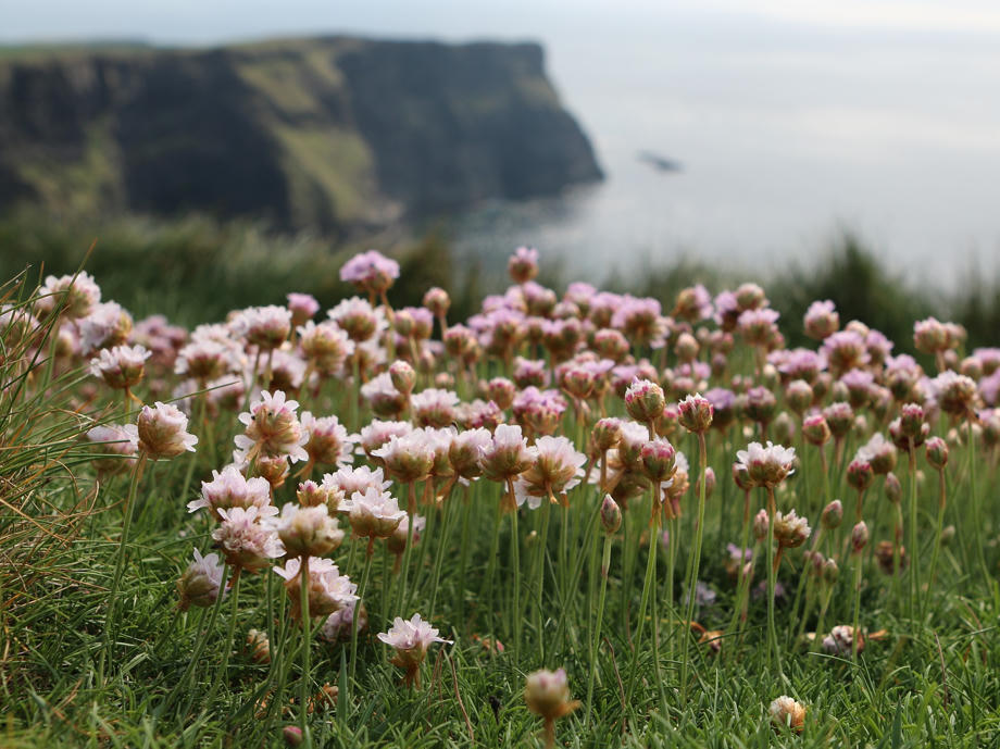 Irland blüht fast das ganze Jahr über dank seines mediterranem Klimas. Klee Irland, Irland Pflanzenwelt, Irland Gras