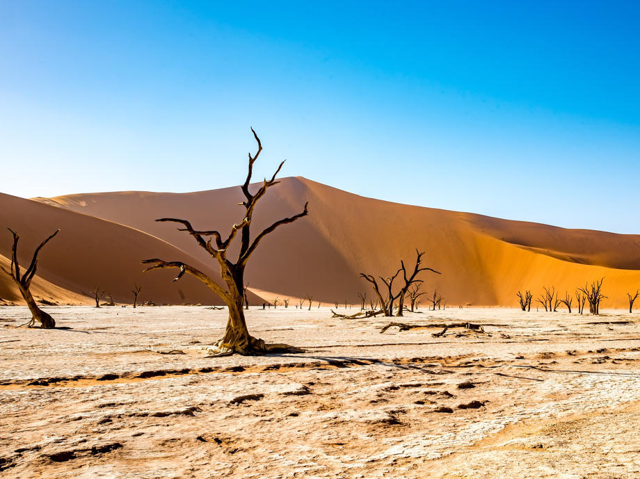 Tote Bäume im Sossuvlei