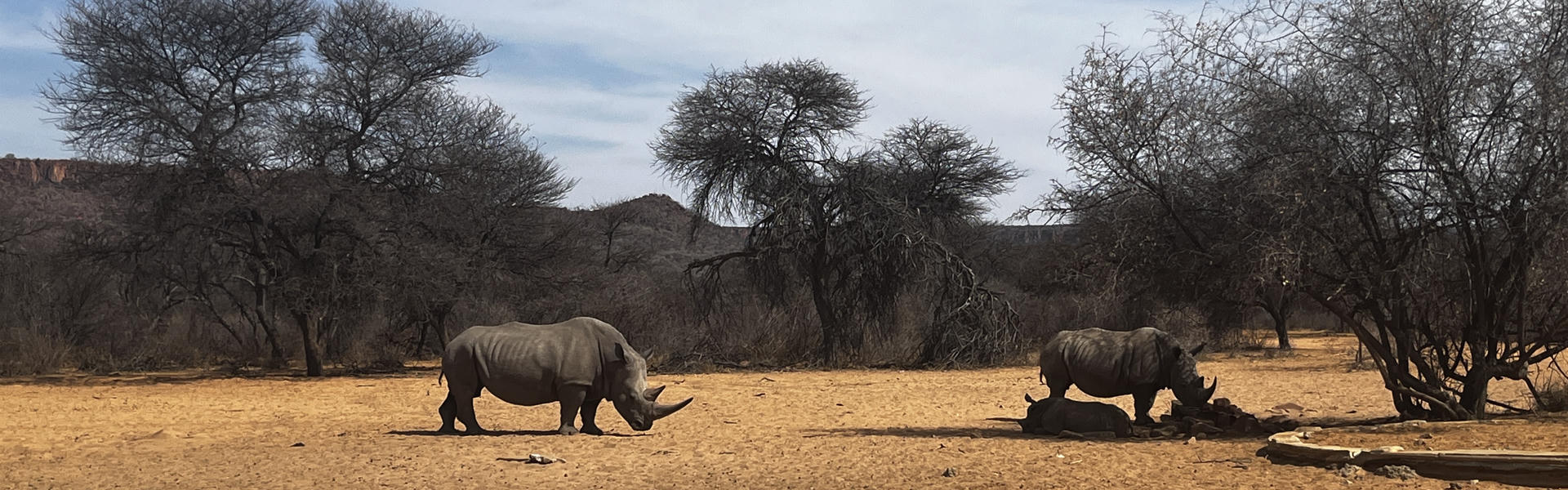Bilder von Nashörnern ohne den Toyota Fortuner von Africa on Wheels