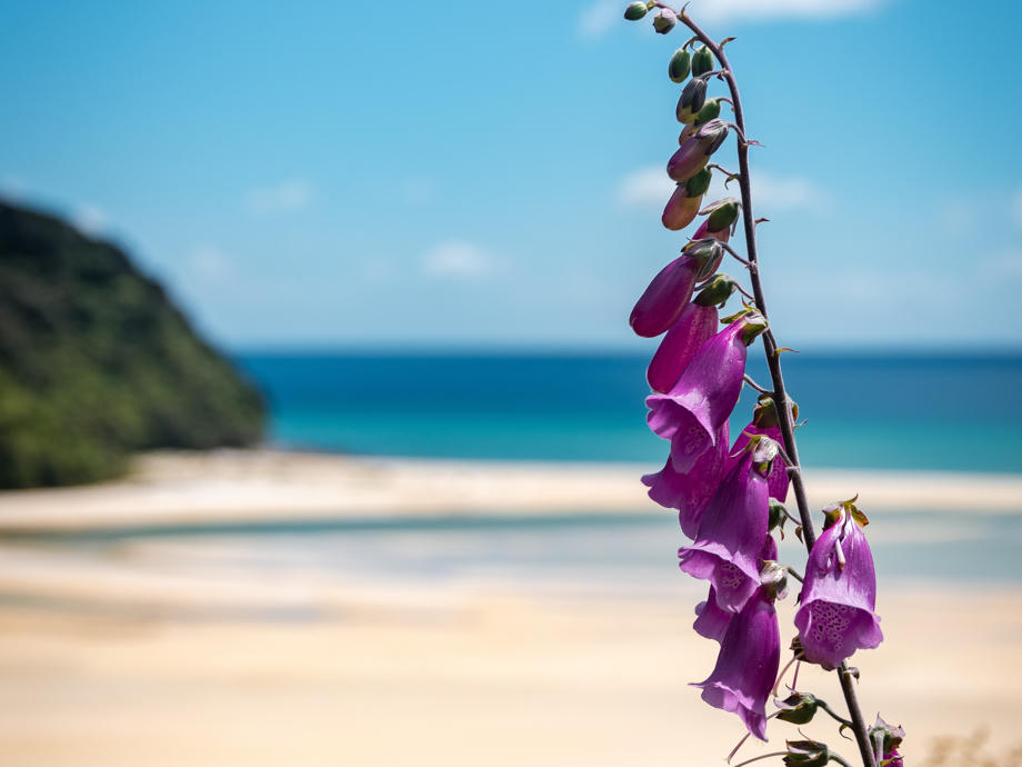 Der Abel Tasman Nationalpark gleich einem tropischen Paradies. Blüte, Abel Tasman, Neuseeland, Strand