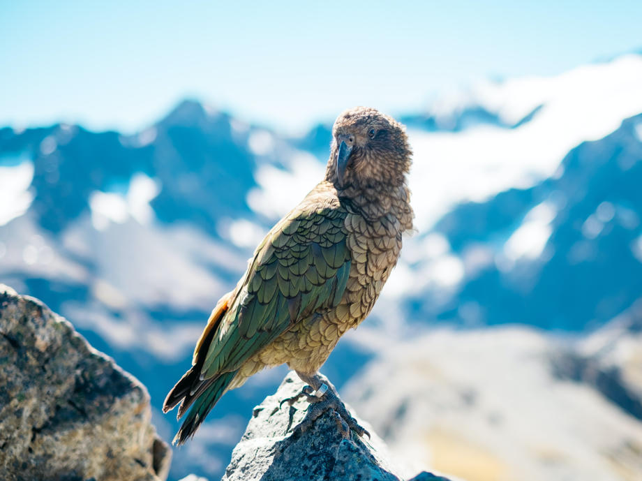 Arthur's Pass, Kea, Neuseeland, Route
