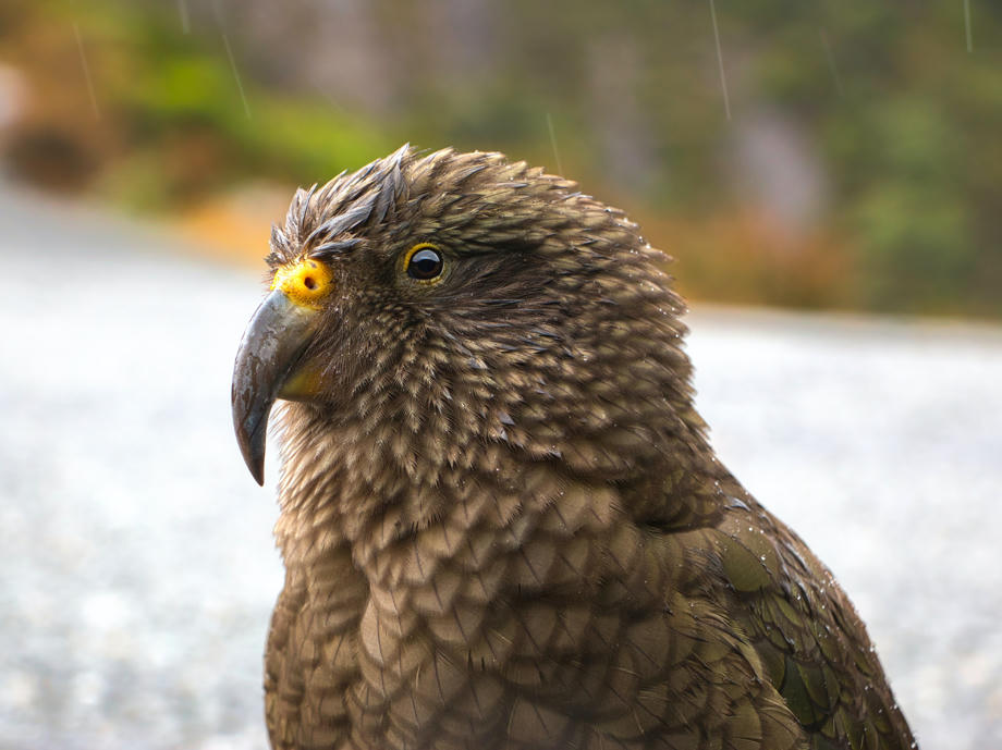 Arthur's Pass, Kea, Neuseeland, Route