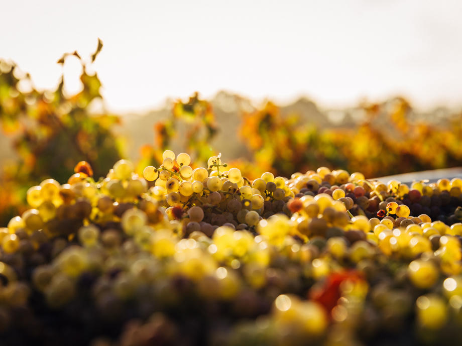 Wein Neuseeland, Weinregion Otago, Wein Queenstown, Gibbston Queenstown, Weintrauben, Reben, Sonnenuntergang