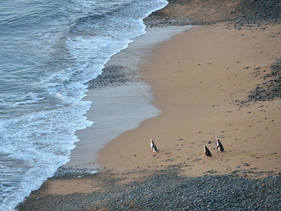 Der Strand von Oamaru ist für die kleine Kolonie von Blue Penguins bekannt. Blue Penguins, Pinguine, Oamarau Neuseeland