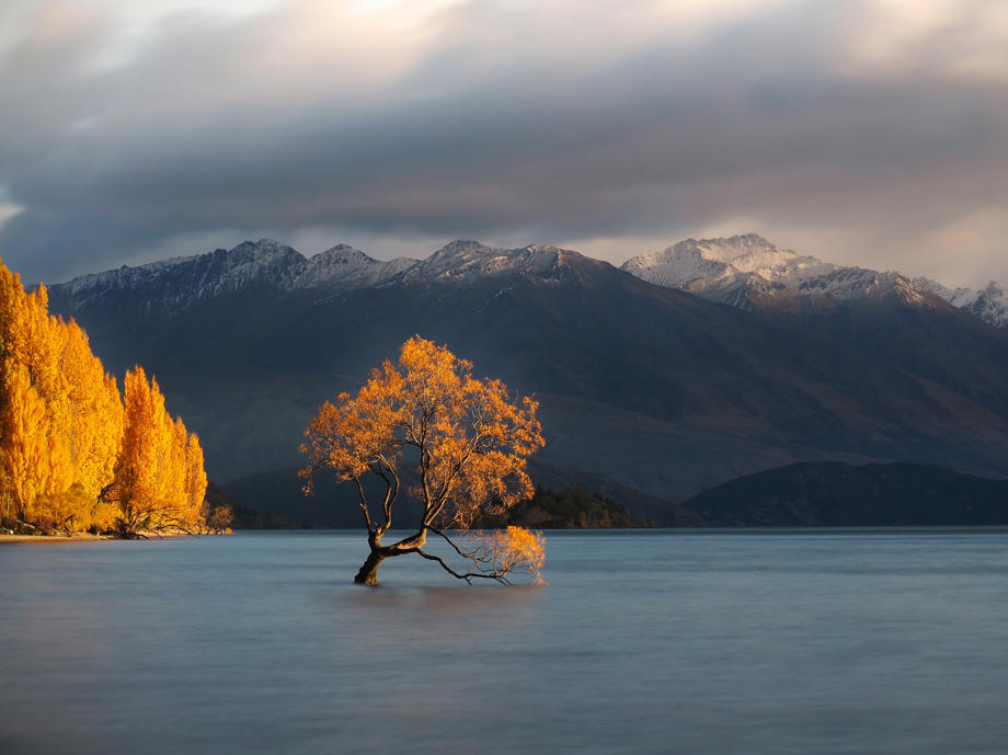 Der Wanaka Tree im Herbst hat auf jeden Fall etwas Magisches. Wanaka Tree, Wanaka Herbst, Wanaka Baum, Wanaka Fotomotiv, Lake Wanaka