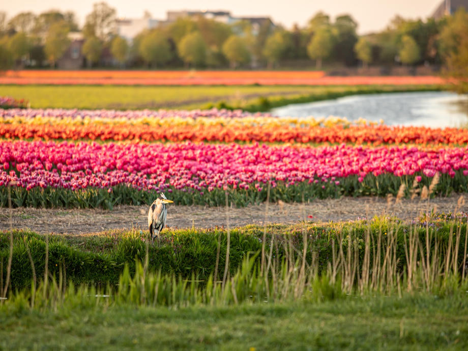 Im Sommer färbt sich die Niederlande bunt. Die vielen Blumenfelder gehören seit Jahrzehnten zum Landschaftsbild mit dazu. Blumen Niederlande
