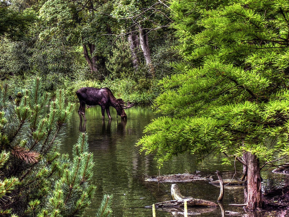 wer Glück hat, bekommt einen Elch auf der Reise zu sehen. Die scheuen Tiere sind aber schwer zu finden, da sie Menschen meiden. Norwegen Elch, wilde Tiere Norwegen, Elch trinkt Wasser, Norwegen CamperOase