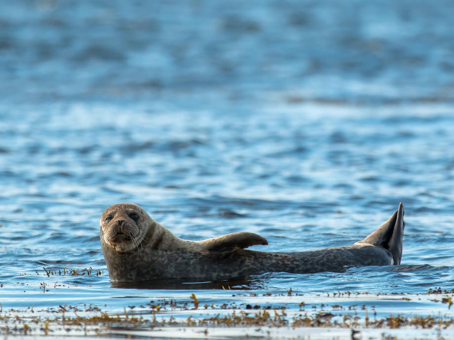 Neben Robben und Seehunden könnt ihr an Schottlands Küsten mit Glück auch Delfine und Wale beobachten. Robbe, Seehund, Schottland Tierwelt