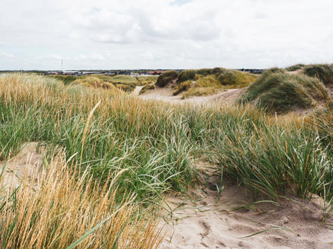 Dünen in Dänemark