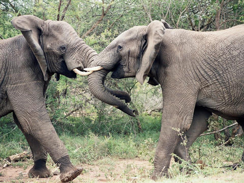 Zwei Elefanten kämpfen in Südafrika