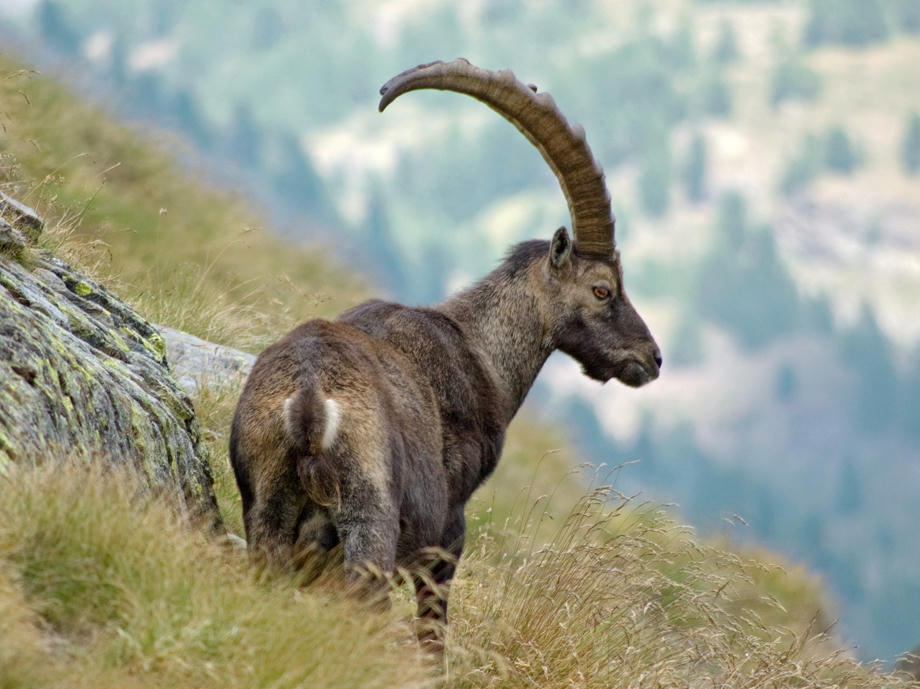 In den Alpen gibt es eine artenreiche Tierwelt mit verschiedensten Tierarten, welche sich auf die extremen Bedingungen angepasst haben. Alpen Steinbock
