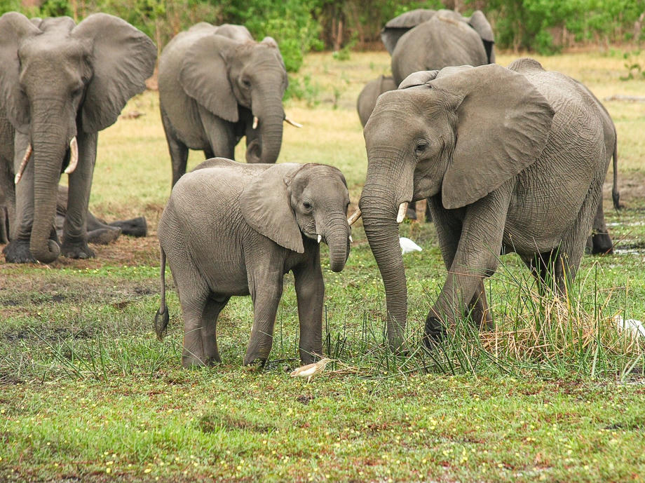 Elefanten könnt ihr beispielsweise im Addo Elephant Park bei Port Elisabeth sehen. Elefanten, Big Five Südafrika