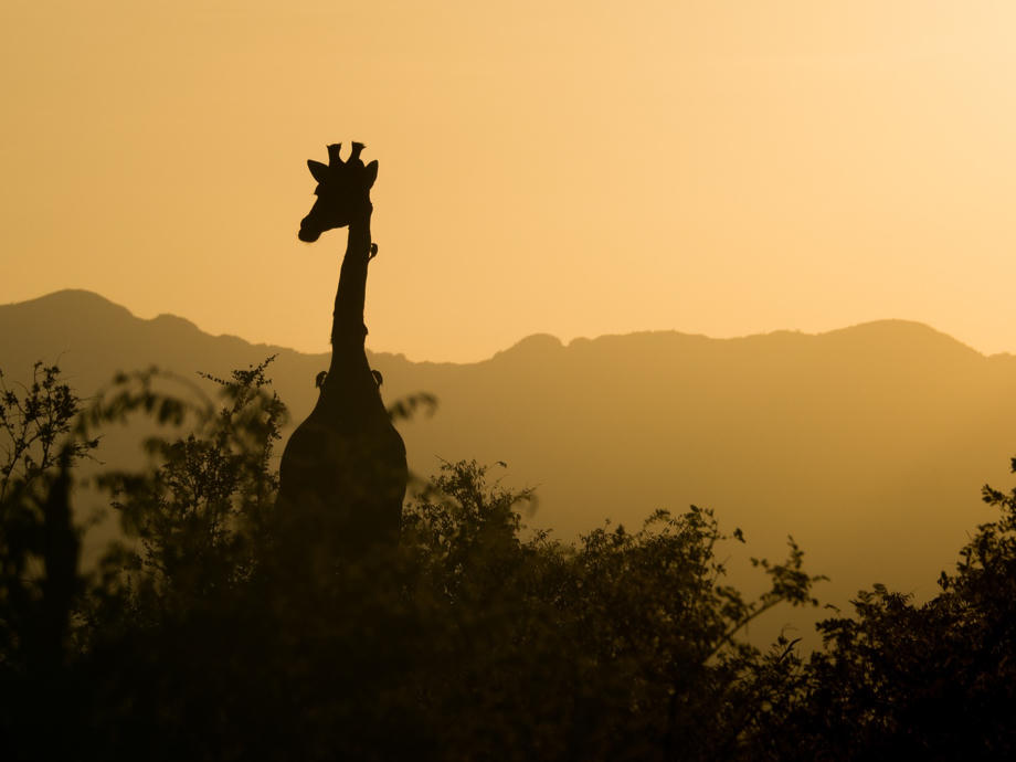 Giraffen thronen über der Savanne und den Nationalparks Südafrikas. Giraffe, Baumwipfel, Baumkrone