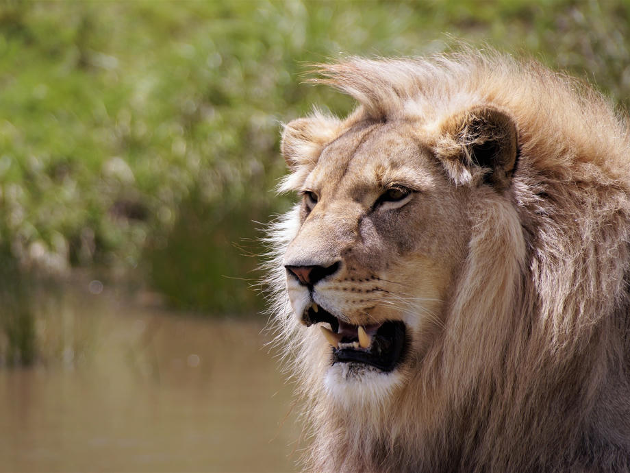 Einer der besten Orte zum Beobachten von Löwen ist der Kgalagadi Transfrontier National Park. Löwen, Südafrika, Safari, Big Five