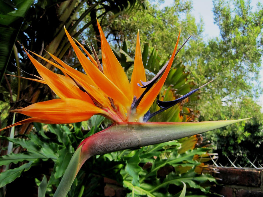 Eine Paradiesvogelblume Paradiesvogelblume, Blüte, Gelb, Gold, Südafrika