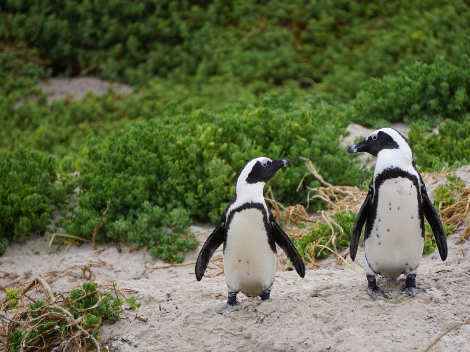 Am Anfang der Garden Route im Stony Point Nature Reserve in der Betty's Bay könnt ihr eine Pinguin-Kolonie bestaunen. Pinguine, Südafrika, Strand