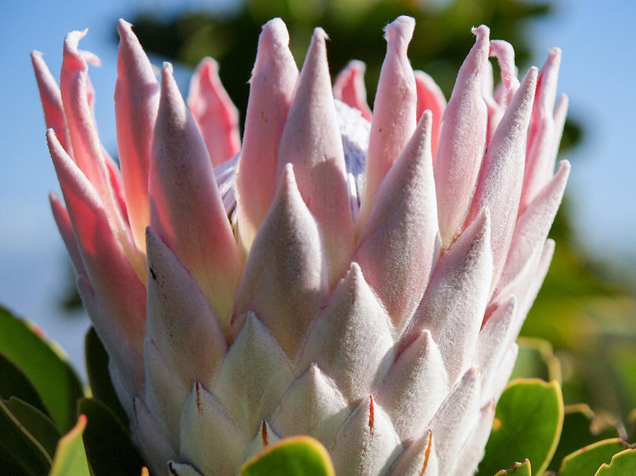 Protea-Blüte Protea, Blume, Kapflora, Südafrika Flora