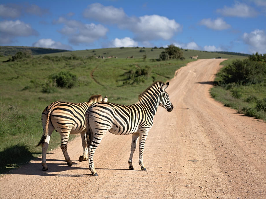 Auf Schotterstraßen gilt es besonders vorsichtig zu sein, da viele Versicherungen der Vermieter Schäden hier nicht übernehmen. Zebra, Straße Südafrika, Schotterstraße, Camper